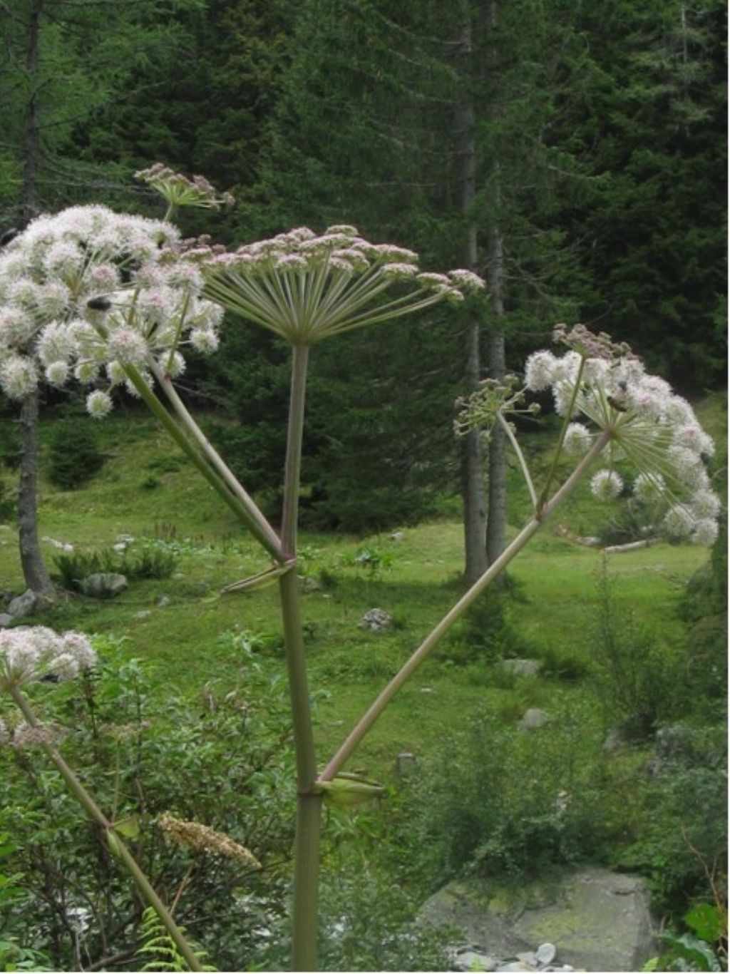 Angelica sylvestris / Angelica selvatica